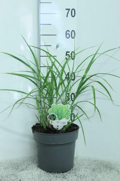 <h4>Miscanthus Sinensis Zebrinus</h4>