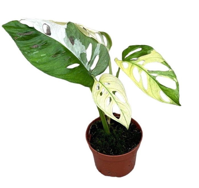 <h4>Monstera Adansonii var</h4>