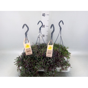 Senecio   ...