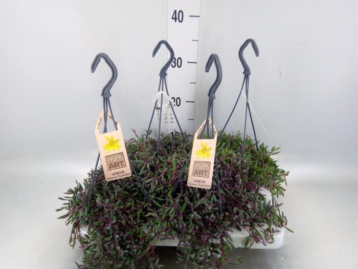 <h4>Senecio ...</h4>