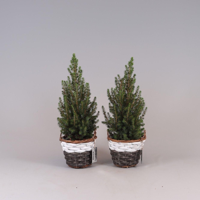 <h4>Picea Gl Conica Mand</h4>