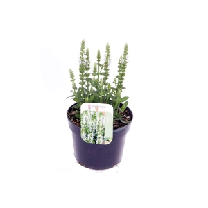Salvia nemorosa Sensation White