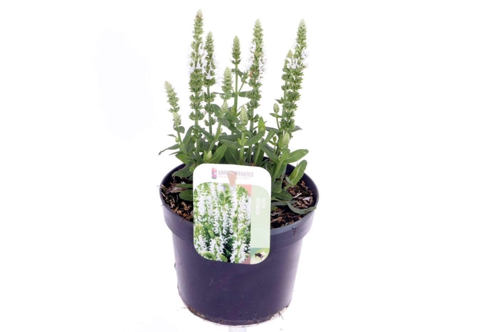 <h4>Salvia nemorosa Sensation White</h4>