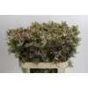 Leucadendron Ayoba Star Pearl