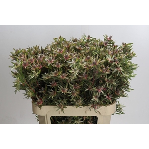 Leucadendron Ayoba Star Pearl