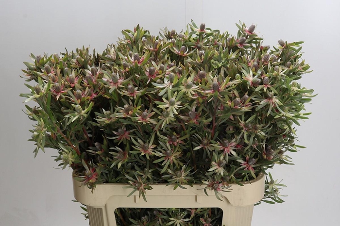 <h4>Leucadendron Ayoba Star Pearl</h4>