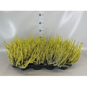 Calluna vulg. ...