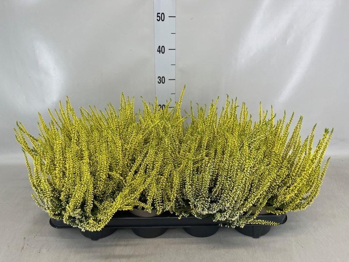 <h4>Calluna vulg. ...</h4>