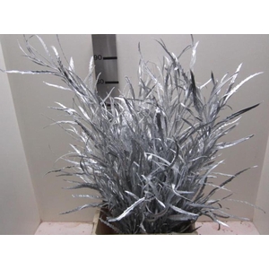 Grevillea Zilver