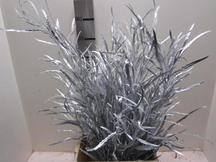 <h4>Grevillea Zilver</h4>