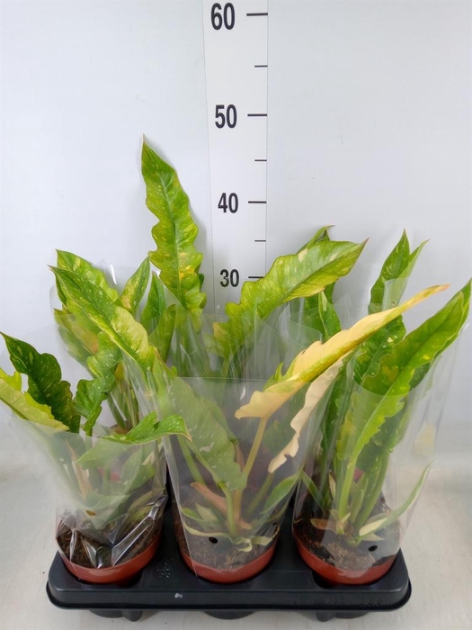 <h4>Philodendron   ...</h4>