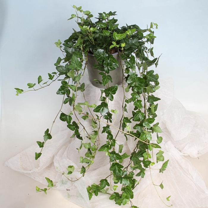 <h4>HEDERA HELIX P 17 XL MIN 60 CM</h4>