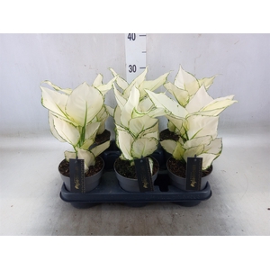 Aglaonema  'White Joy'