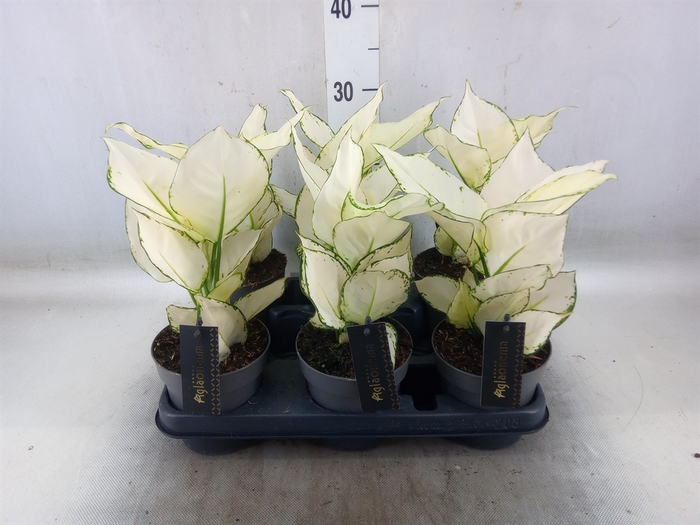 <h4>Aglaonema  'White Joy'</h4>