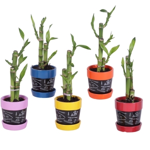 Lucky Bamboo Toef Ceramic Pot Blackboard Ø07cm