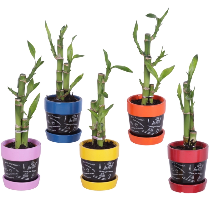 <h4>Thank you Teacher Lucky Bamboo Toef Ceramic Pot Blackboard Ø07cm</h4>