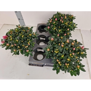 RHODO SI MICHELLE-MA