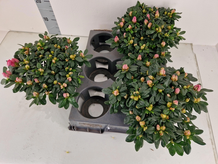 <h4>RHODO SI MICHELLE-MA</h4>