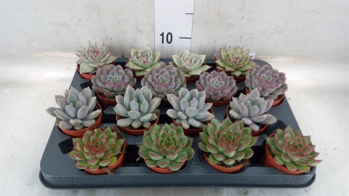 <h4>Echeveria   ...mix</h4>