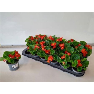 Begonia Semperflorens Grp overig