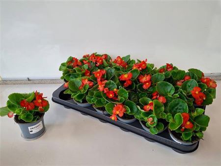 <h4>Begonia Semperflorens Grp overig</h4>