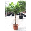 Ficus lyrata