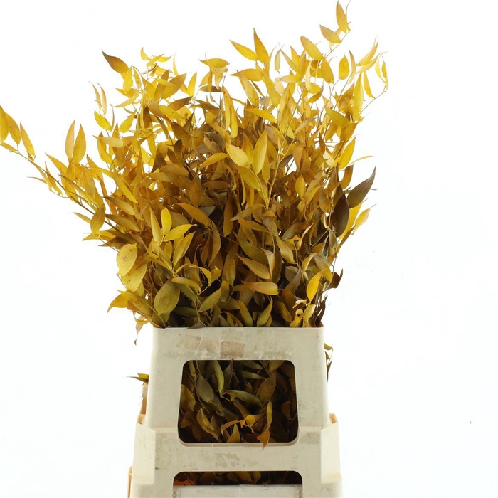 <h4>Pres Ruscus Yellow</h4>
