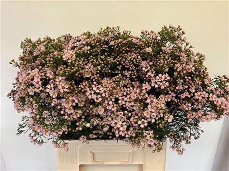 <h4>Chame Un Jupiter Sol</h4>