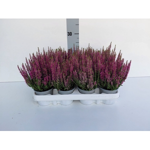 Calluna vulg. 'Beauty L Linda'
