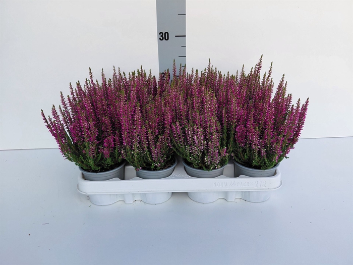 <h4>Calluna vulg. 'Beauty L Linda'</h4>