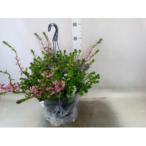 Scaevola aemula