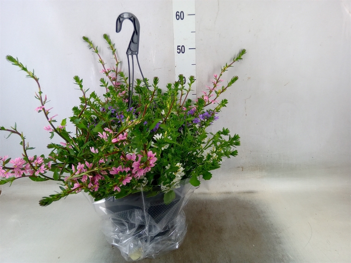 <h4>Scaevola aemula</h4>