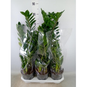 Zamioculcas zamiifolia