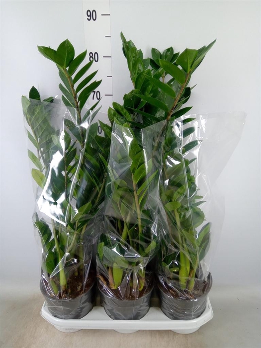 <h4>Zamioculcas zamiifolia</h4>