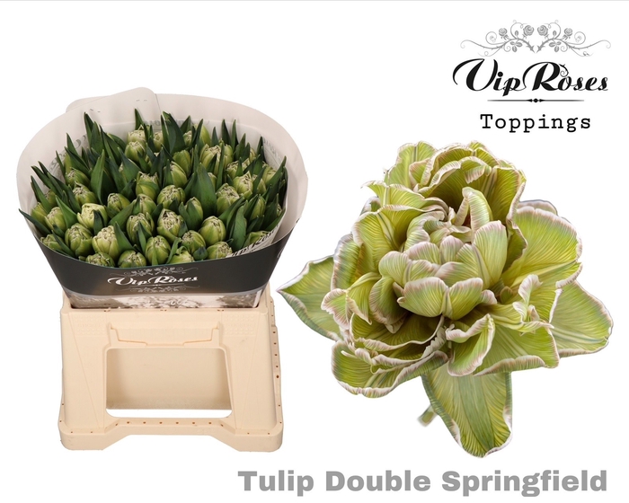Tulipa do paint double springfield