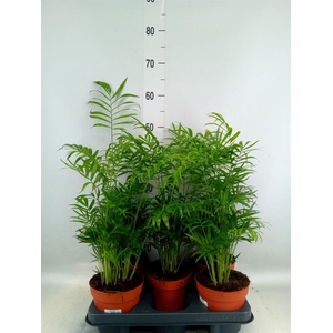Chamaedorea elegans