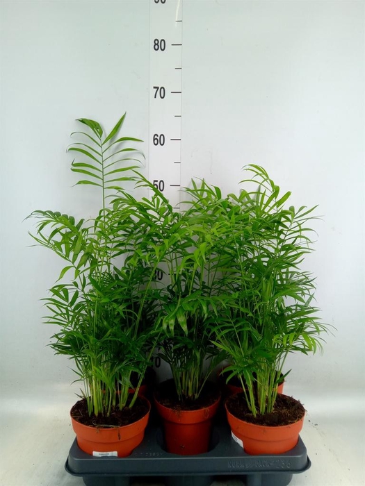 <h4>Chamaedorea elegans</h4>