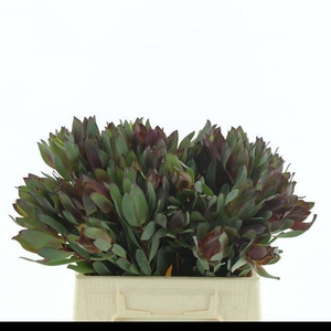 LEUCAD SENORITA