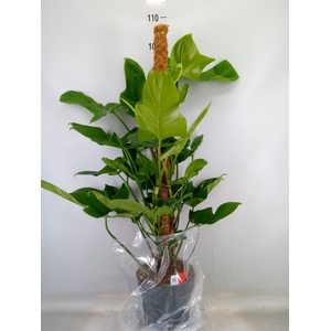 Philodendron bipinn.