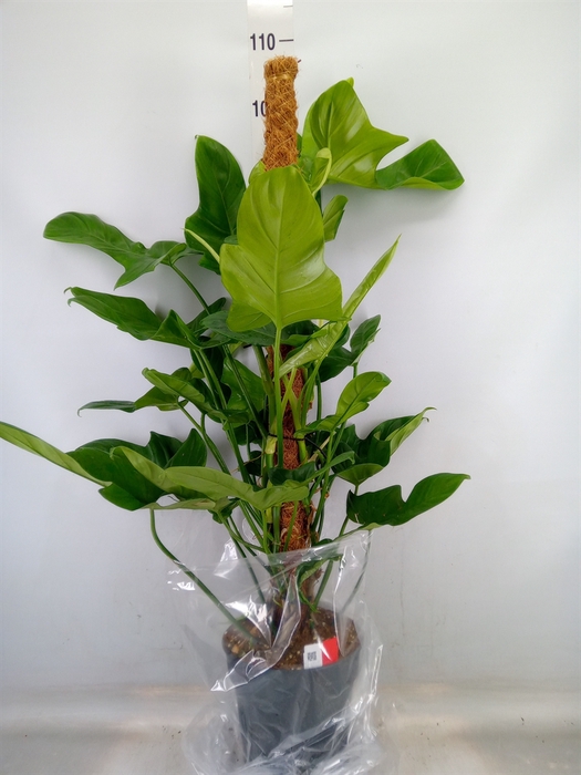 <h4>Philodendron bipinn.</h4>