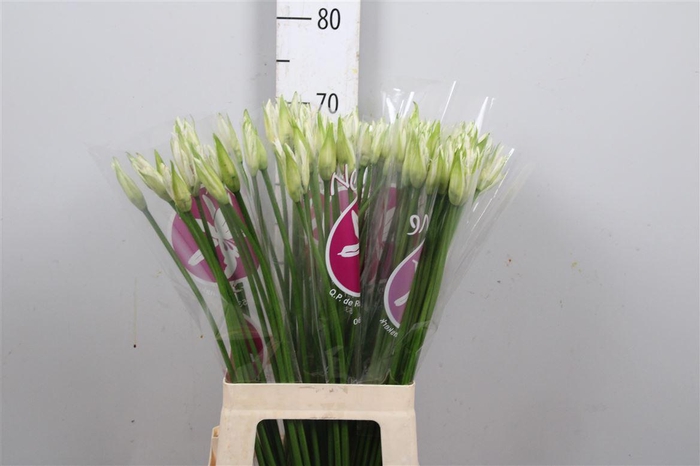 <h4>Ne Bo Bianca Perla</h4>