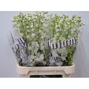 DELPH EL DEWI IMPRESSIVE WHITE