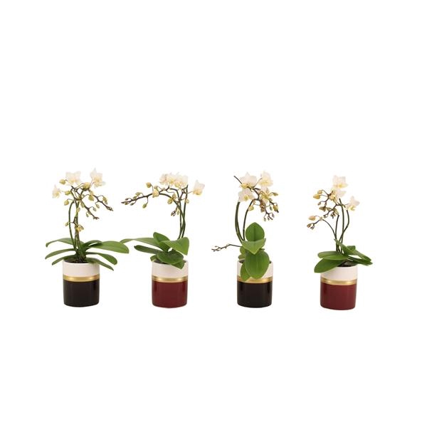 <h4>Dolomite Horizon Black Bordeaux Tiny Dolls Wit Wild 3/4T18+ Aqu@</h4>