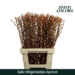 Salix Katjes L70 Apricot