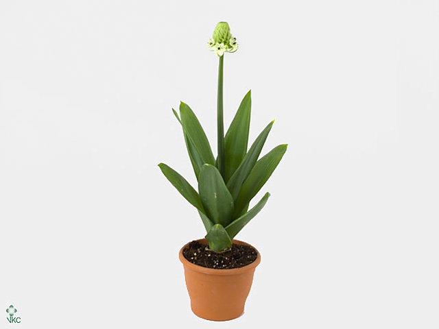 Ornithogalum saundersiae