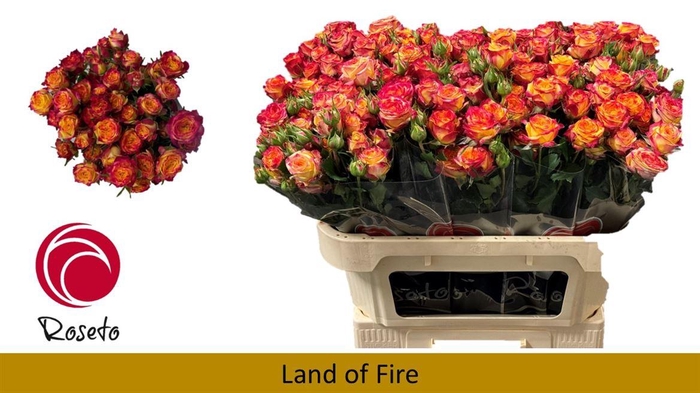 <h4>R Tr Land Of Fire</h4>