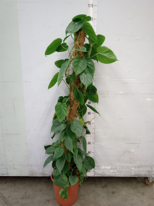 <h4>Philodendron scand.</h4>