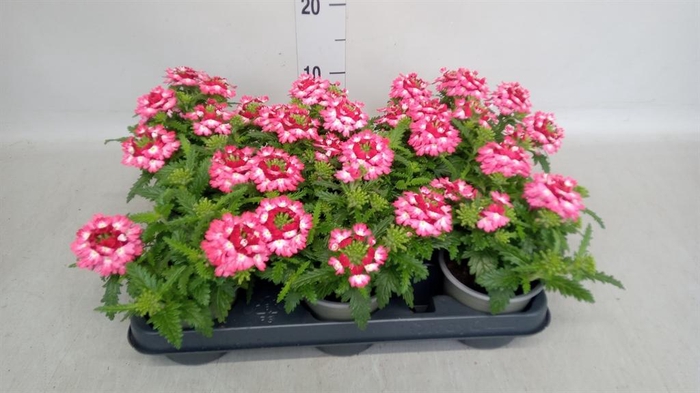 <h4>Verbena   ...</h4>