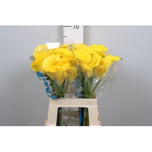 Zant Capt Solo (x40)