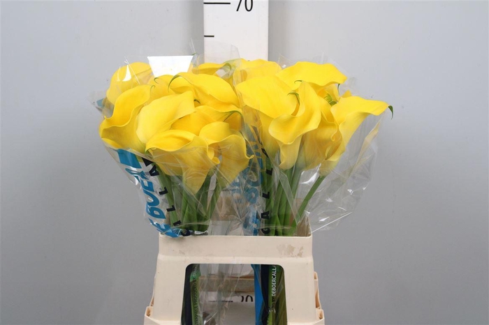 <h4>Zant Capt Solo</h4>